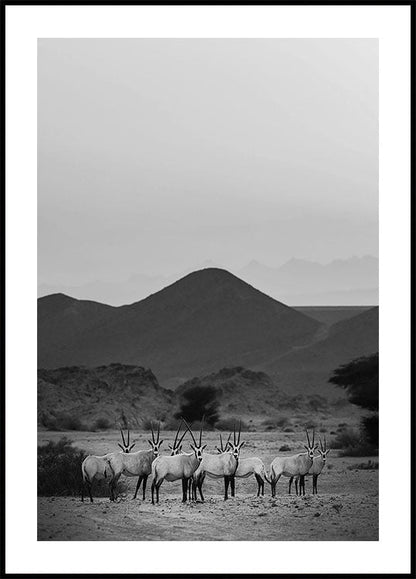 Affiche de la promenade dans les sables de l'oryx d'Arabie 