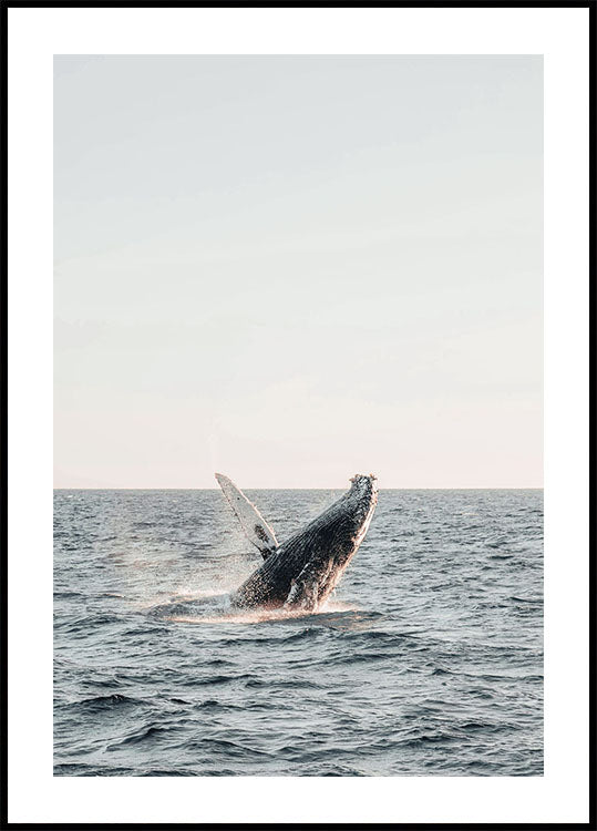 Whale Jumps Out of The Water Plakat - Posterbox.dk