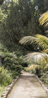 Tropical Walk Plakat - Posterbox