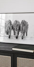 Zebras Plakat - Posterbox