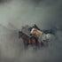 The lost horses Plakat - Posterbox