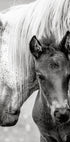 The Foal - Posterbox
