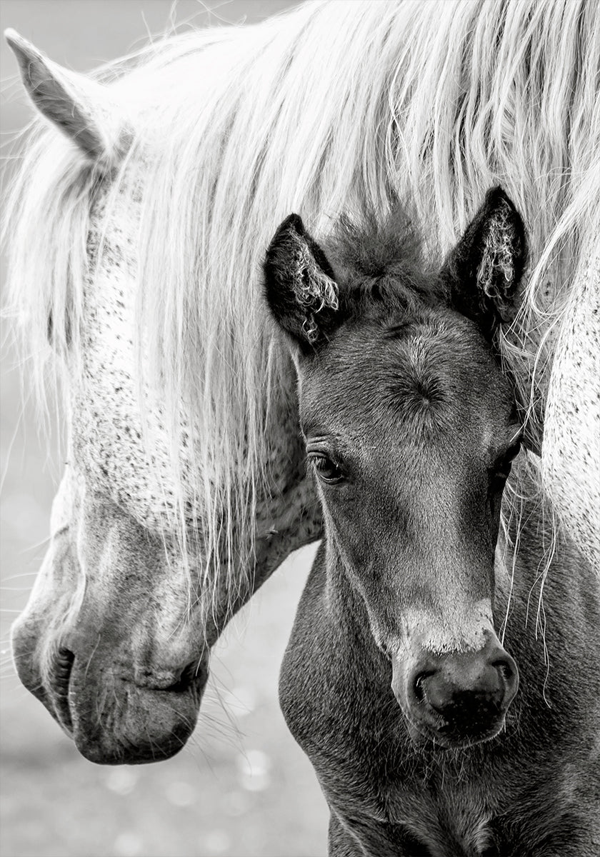 The Foal - Posterbox