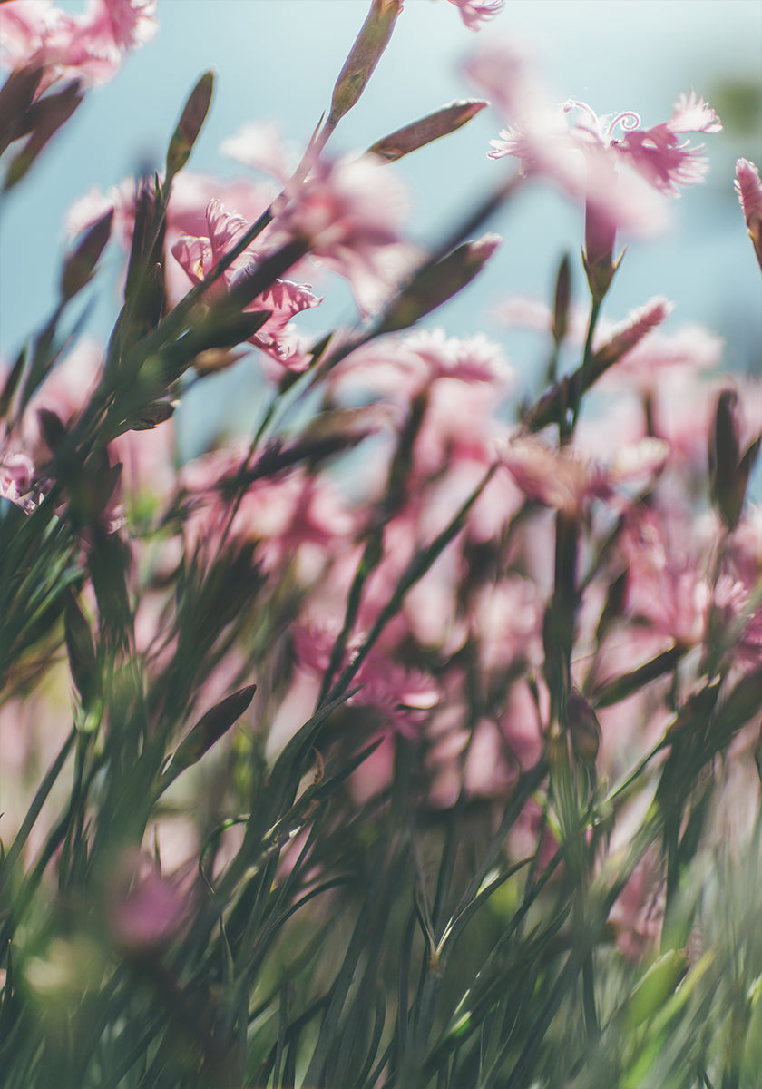 Une vue rapprochée d’un champ de fleurs roses éclatantes, avec des pétales et des tiges délicats créant une impression de profondeur et de mouvement.
