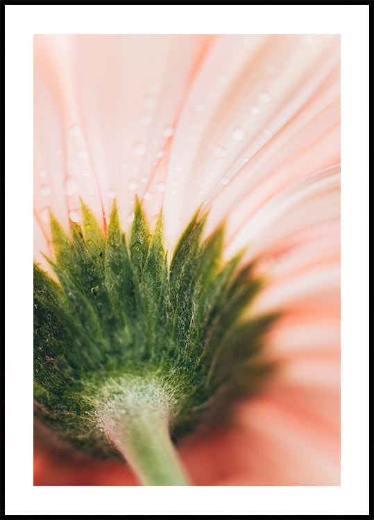 Vue rapprochée d'un délicat pétale de fleur rose, avec des gouttelettes d'eau scintillant à sa surface, créant un effet doux et éthéré.