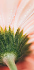 Vue rapprochée d'un délicat pétale de fleur rose, avec des gouttelettes d'eau scintillantes à sa surface.