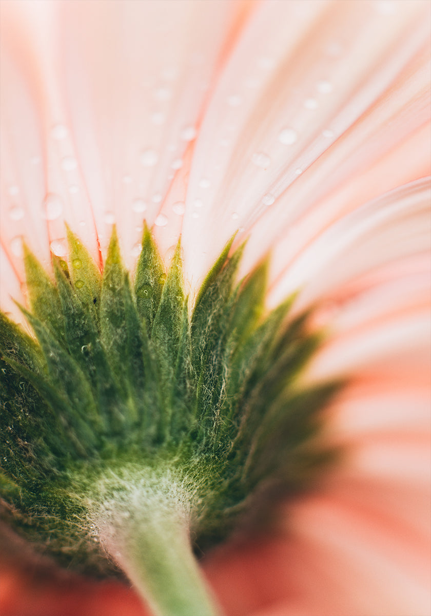 Vue rapprochée d'un délicat pétale de fleur rose, avec des gouttelettes d'eau scintillantes à sa surface.