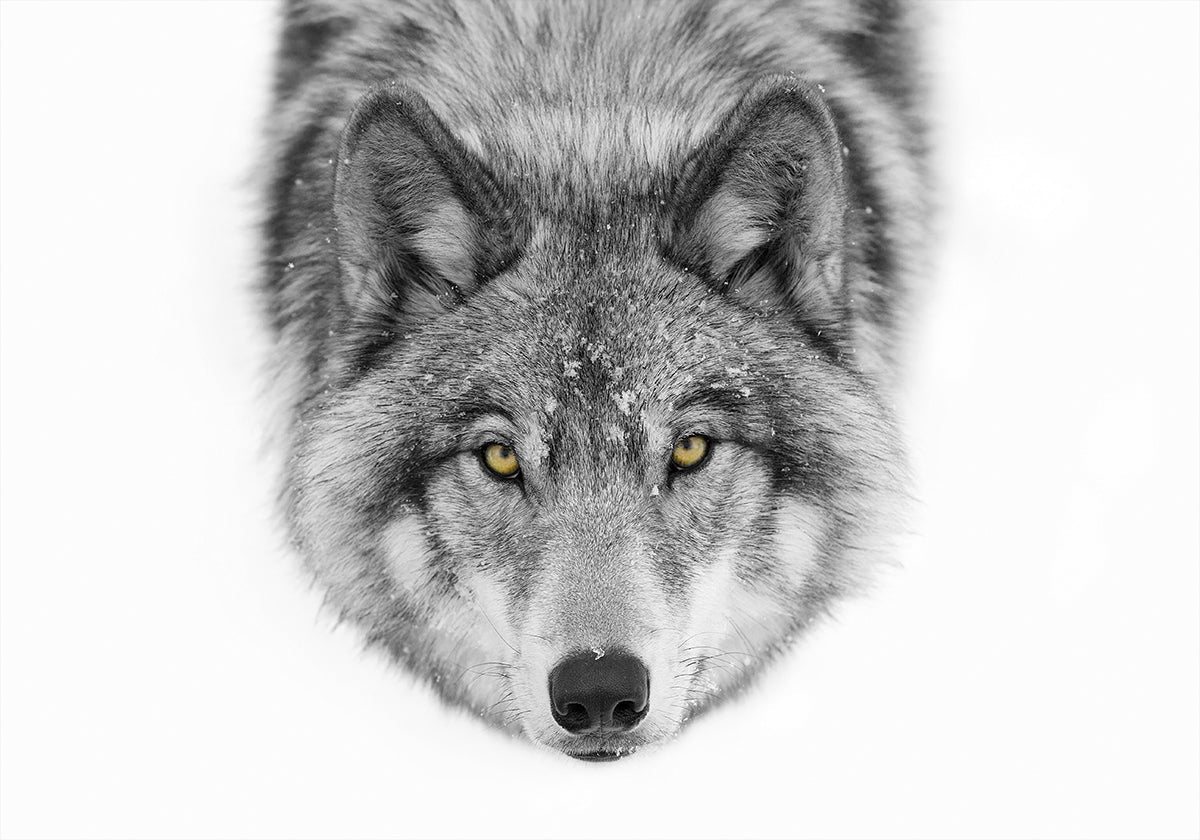 Yellow eyes - Timber Wolf Plakat - Posterbox