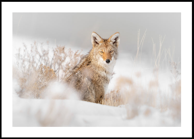 Coyote sitting on the snow Plakat - Posterbox