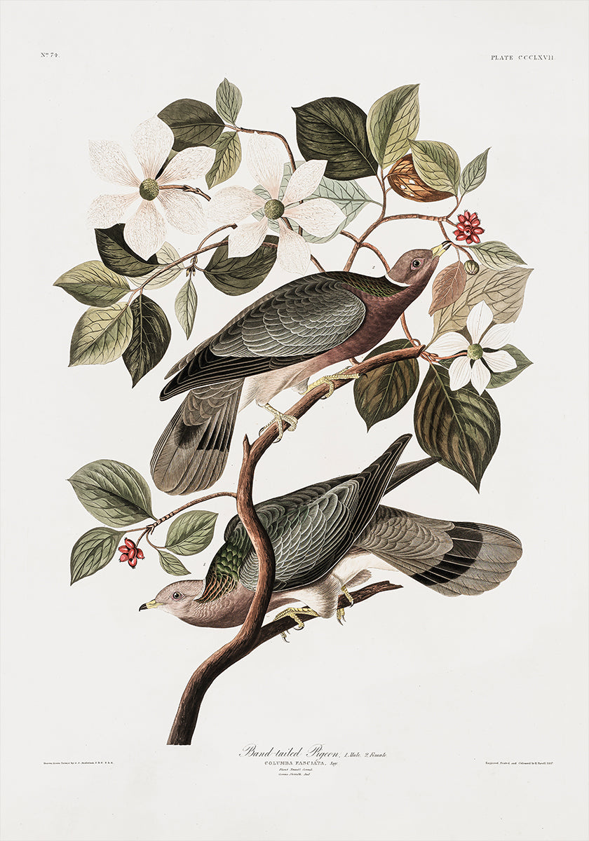 Brand Tailed Pigeon From Birds Of America (1827) Plakat - Posterbox