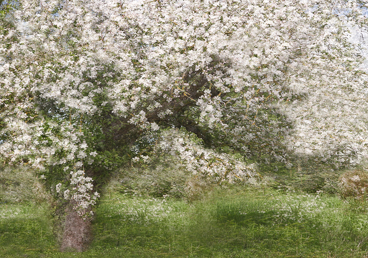 Apple Tree (NEW) - Posterbox