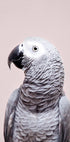 African Grey - Posterbox