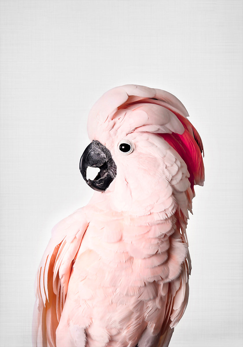 Pink Cockatoo - Posterbox