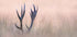 Hide &amp; Seek  ( Horn of Stag) - Posterbox