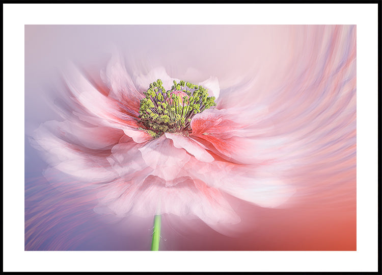 Blush Symphony (NEW) - Posterbox