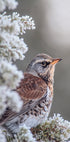 Fieldfare in a winter setting Plakat - Posterbox