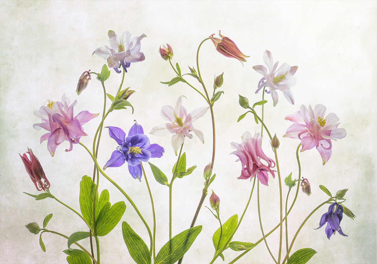 Columbine Plakat - Posterbox