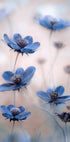 Cosmos blue - Posterbox
