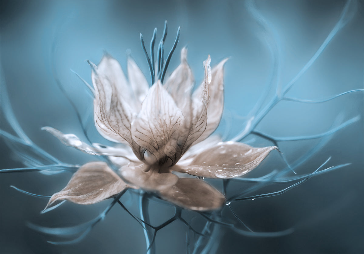 *Nigella* Plakat - Posterbox