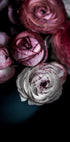 Dark Flowers 2 - Posterbox