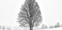 LONELY TREE Plakat - Posterbox