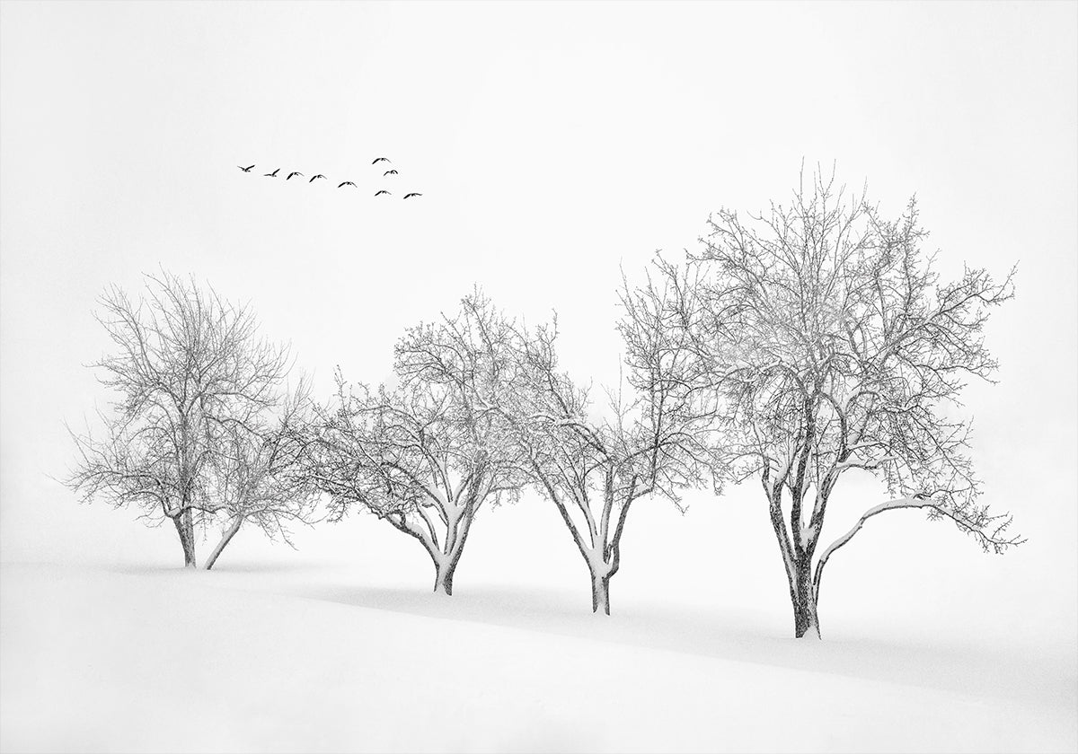 White World Plakat - Posterbox