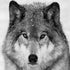 Wolf Portrait Plakater - Posterbox