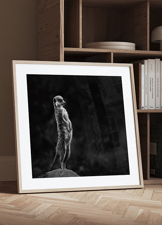 Le suricate Poster