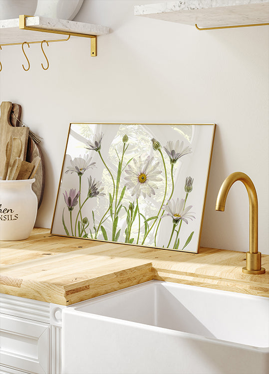 Marguerites du Cap Poster