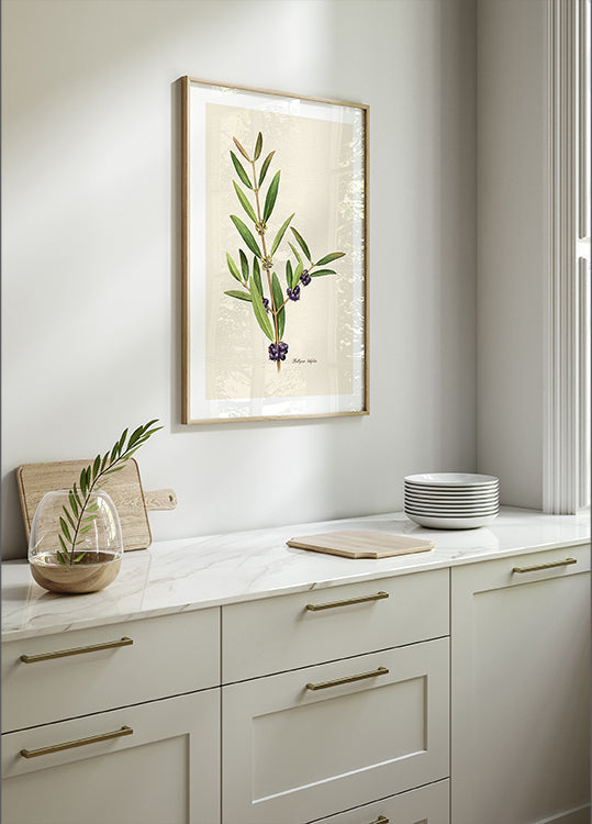 Botanique Phillyrea Latifolia Poster