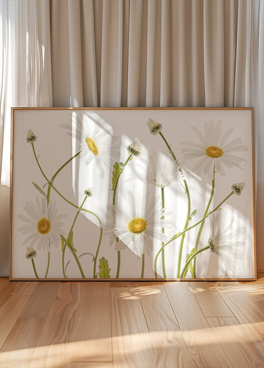 Marguerites oeil de bœuf Poster