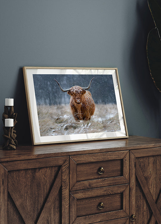 Vache des Highlands enneigée