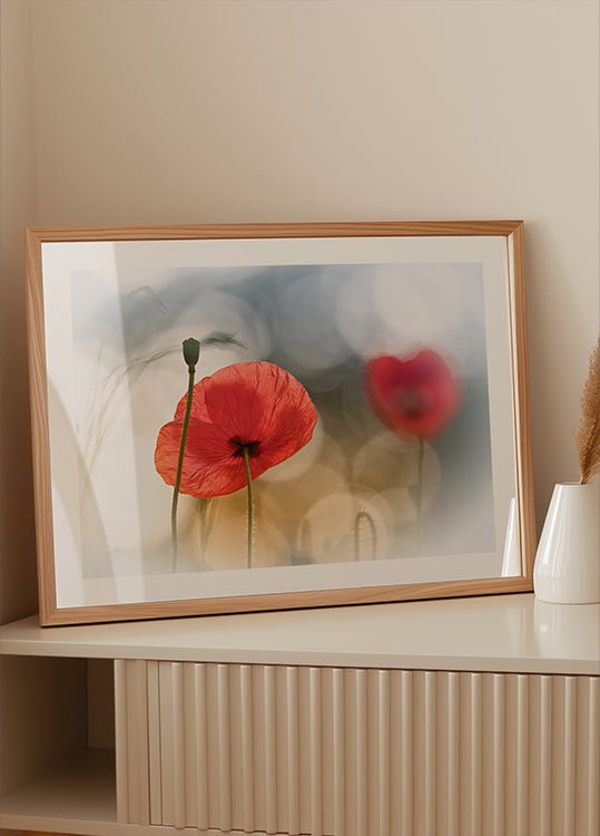 Coquelicots du matin