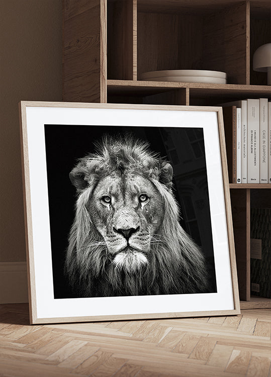 Jeune lion mâle Poster