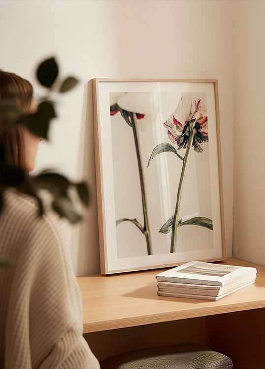 Pivoine 01