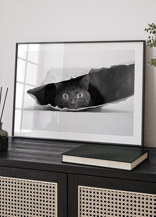 Chat dans un sac Poster