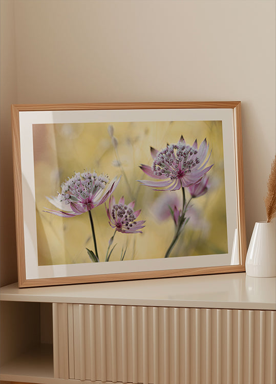 Astrantia majeure Poster