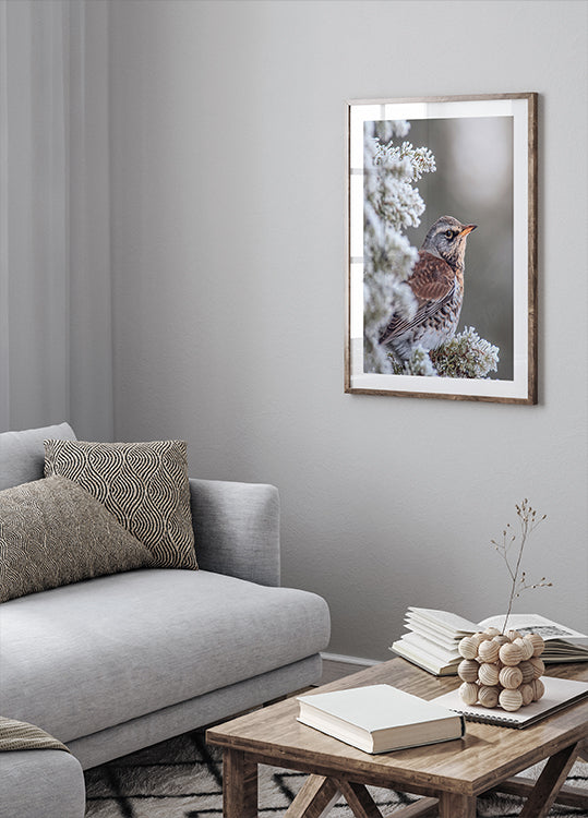 Fieldfare dans un décor hivernal Poster