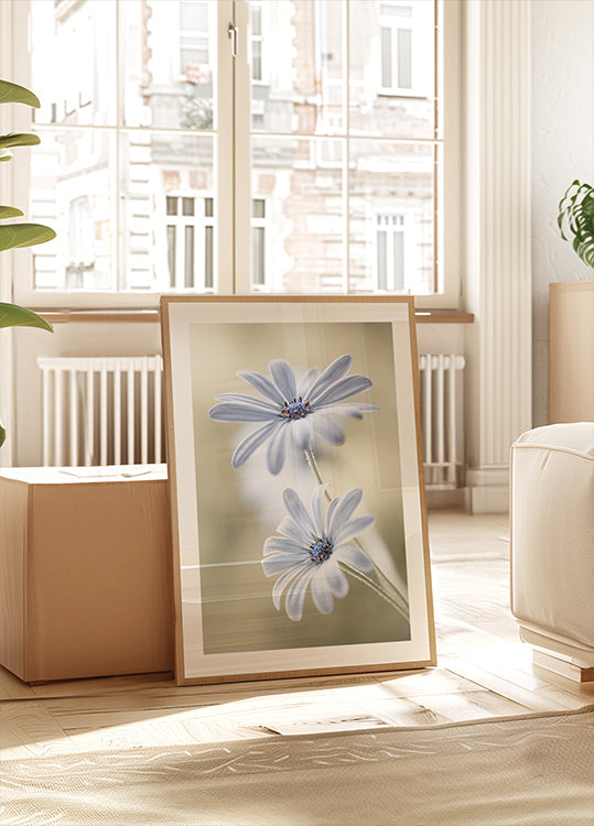 Marguerites du Cap Poster