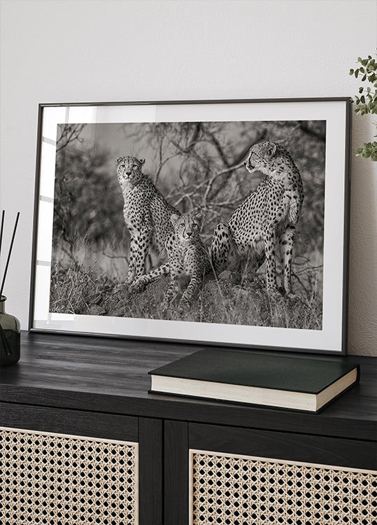 Trois chats Poster