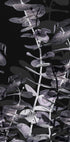 Eucalyptus Negative No.2 Plakat - Posterbox