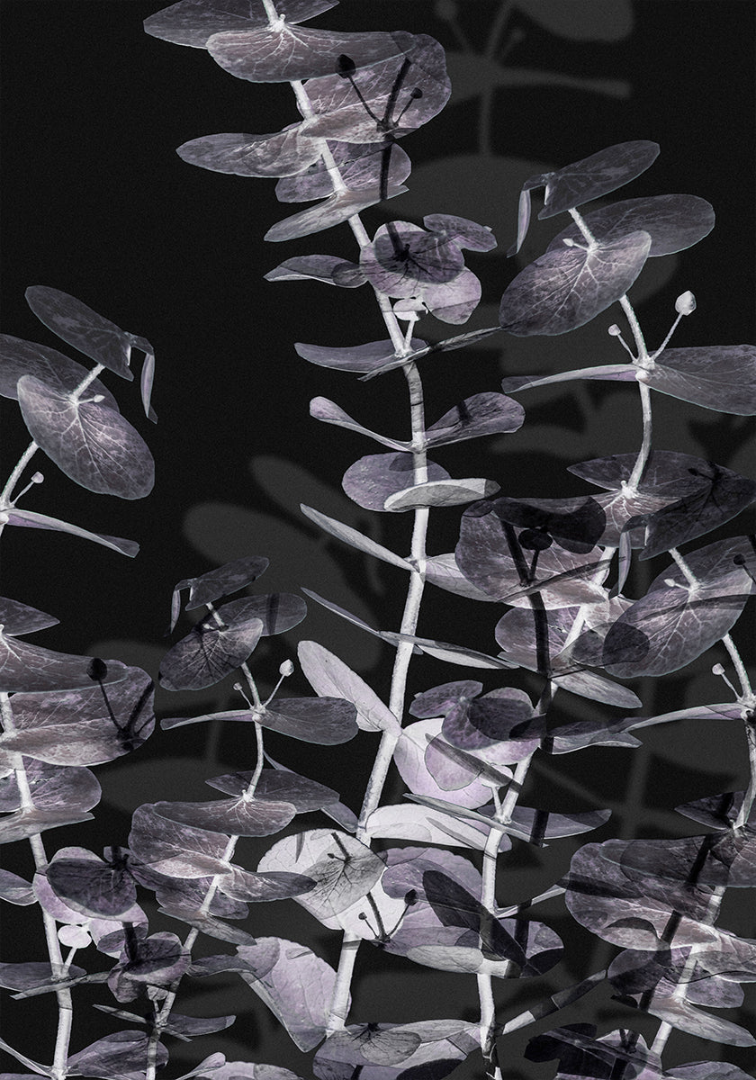 Eucalyptus Negative No.2 Plakat - Posterbox