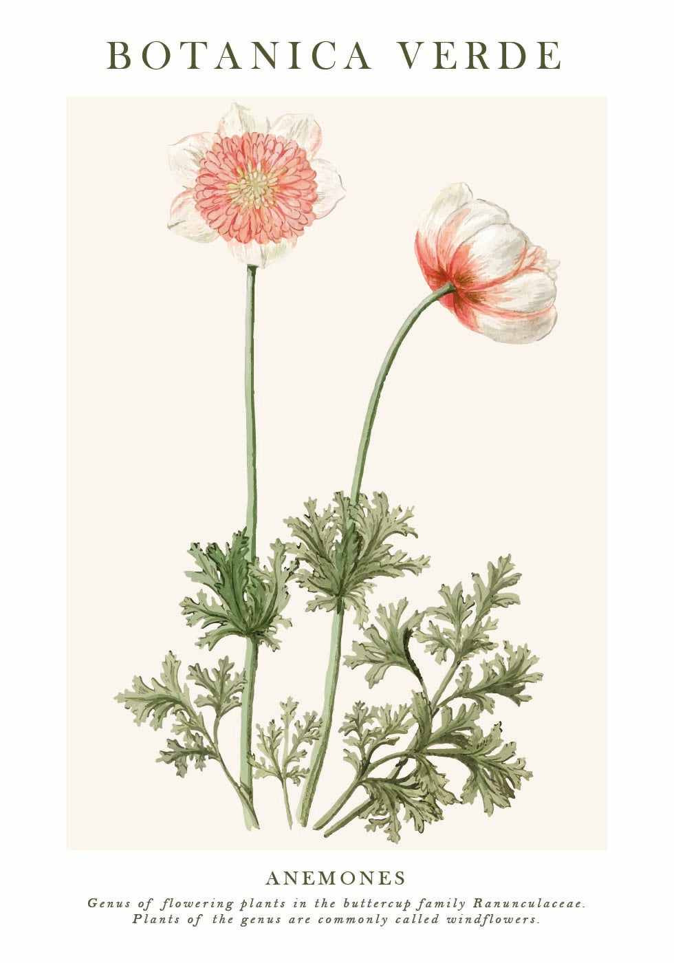 Anemones Plakat - Posterbox.dk