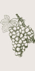 Grape Botanical Plakat - Posterbox.dk