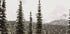 Majestic Fir Trees in the Mountains Plakat - Posterbox.dk