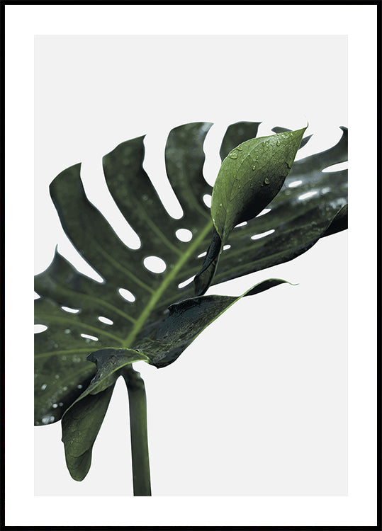 Monstera-plante №1 Plakat - Posterbox.dk