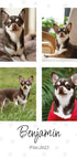 Collage de photos d'animaux de compagnie personnel - Posterbox