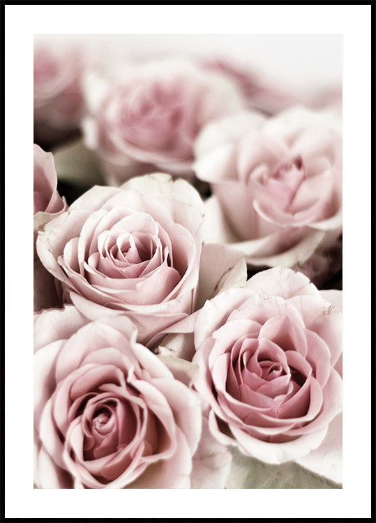 Soft Pink Roses Plakat - Posterbox.dk