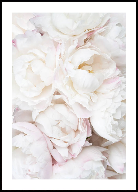 White Peonies, Soft Romantic Floral Close-up Plakat - Posterbox.dk