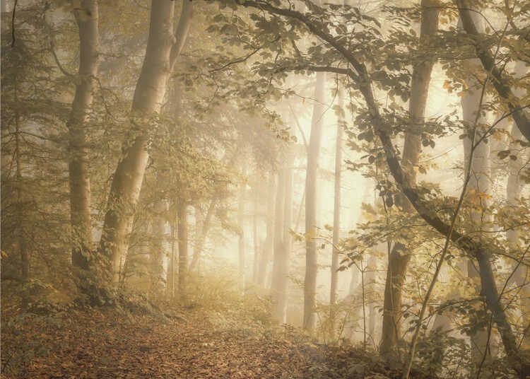 Lumière de la forêt